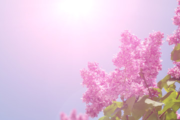 Springtime bunches of lilac blossoms on branches