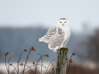 Female Snowy Owl Sitting on Fence Post, Portrait