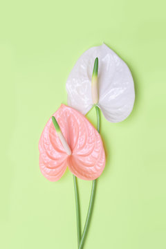 Pink flower in the shape of a heart on a green  background.