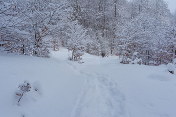 Winter in the forest in the Ukrainian Carpathian Mountains