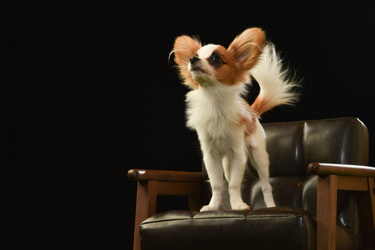 パピヨン の画像 43 461 件の Stock 写真 ベクターおよびビデオ Adobe Stock