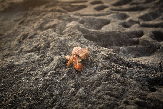 Cangrejo sobre la arena en un atardecer en la playa