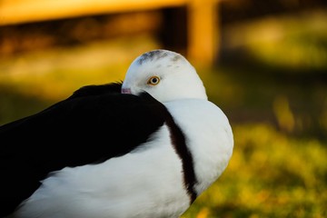Sly birdie