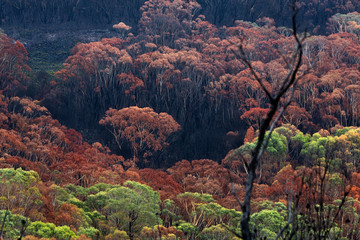 Burnt bush land after summer fires in Australia