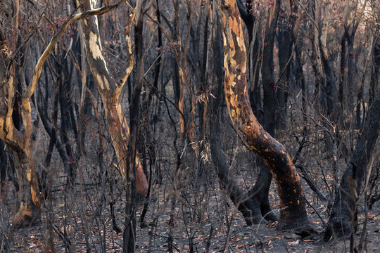 Australian Bush Fires Burnt Landscape Of Trees