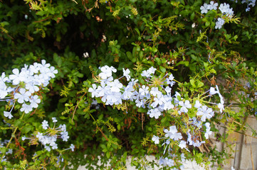 Plumbago auriculata blue cape leadwort shrub with flowers