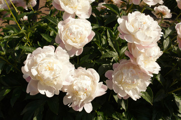 Paeonia lactiflora peony flowers shrub