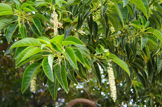 Phytolacca dioica  or ombu blossoming tree