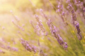 Obraz premium Beautiful purple lavender flower in field with butterflies