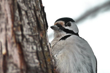 Dendrocopos. Portrait woodpecker sitting on trunk of tree on white background close up. Horizontal frame
