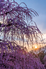 夜に咲く妖艶なしだれ梅は如何でしょうか？