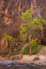 Utah's Virgin Narrows in Zion National Park