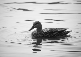 black and white portrait of a duck on the water