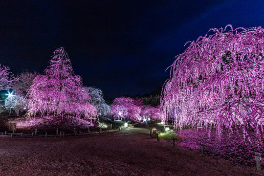 夜に咲く妖艶なしだれ梅は如何でしょうか？