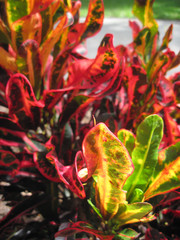 Red Plant Leaves