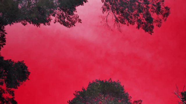 Red forest sky landscape. Color perception disorder - tritanopia, protanopia, color blindness. Psychosomatic disorders