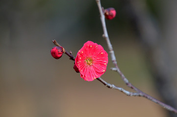 花びらの緋色が鮮やかな一輪の紅梅