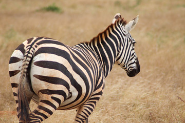 Fototapeta na wymiar Zebra Tsavo East