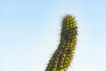 Close up of a cactus at the top of the hill,  