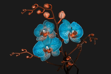 Orchid flowers on a gray background