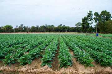 Organic potato fields, blooming potato flower.