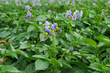 Fototapeta premium Organic potato fields, blooming potato flower.