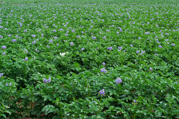 Organic potato fields, blooming potato flower.
