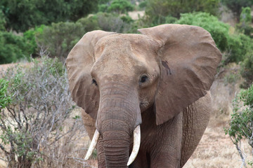 Fototapeta na wymiar Elefant in Kenia