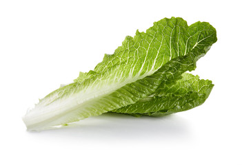 Romaine Lettuce