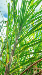 Sugarcane harvest, green cane plant 