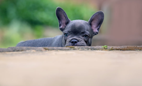 A young French bulldog with big ears wants to hide. Concept: young dogs