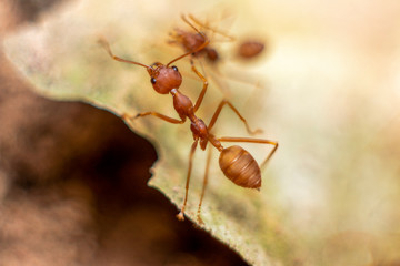 Fire ant on branch in nature sun set and wood background, Life cycle