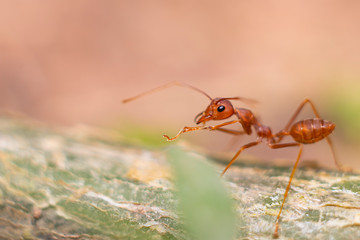 Fire ant on branch in nature sun set and wood background, Life cycle