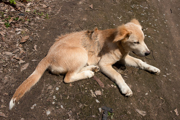 Naklejka na ściany i meble Young White golden dog are sitting and looking
