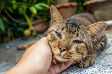 Scratching the cat's chin and fur