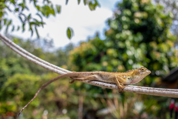 Chameleon on white cable in forest