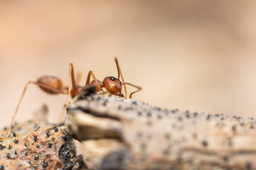 Fire ant on branch in nature sun set and wood background, Life cycle