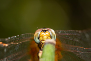 Dragonfly on branch in nature