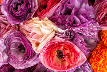 Beautiful flowers in bloom. Close up vibrant colorful ranunculus.
