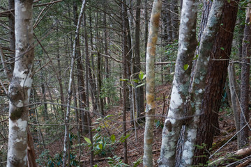 trees in forest