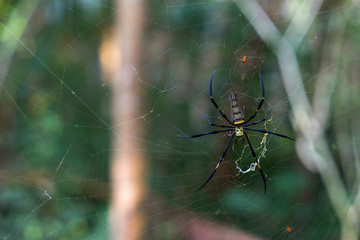 Spider on web in nature forest