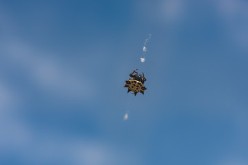 Macro close up of a Gasteracantha cancriformis spider,  The color of individuals may vary between yellow, white, orange and red