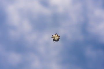 Macro close up of a Gasteracantha cancriformis spider,  The color of individuals may vary between yellow, white, orange and red