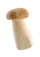 Origin mushroom on white background
