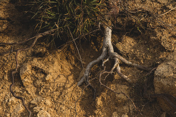 Tree Roots outside the ground close up