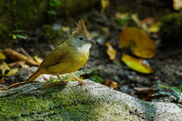 Ochraceous Bulbul  perching on rotten tree trunk