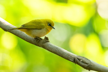 Indian White-eye perching on liana with blur green tree background