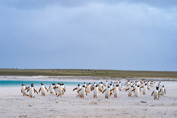 Fototapeta premium ペンギン ブリーカー島 フォークランド諸島 Bleaker Island