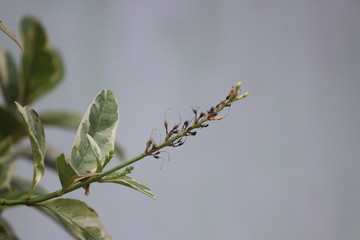 flower