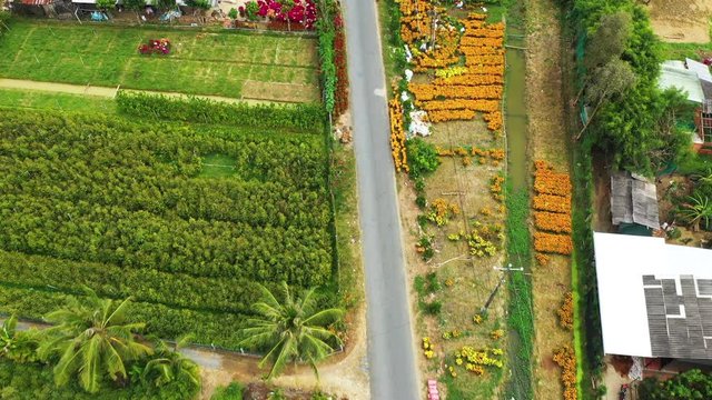 Une route dans la campagne du delta du M&eacute;kong lors d'une journ&eacute;e ensoleill&eacute;e juste avant les f&ecirc;tes du T&ecirc;t, au Vietnam